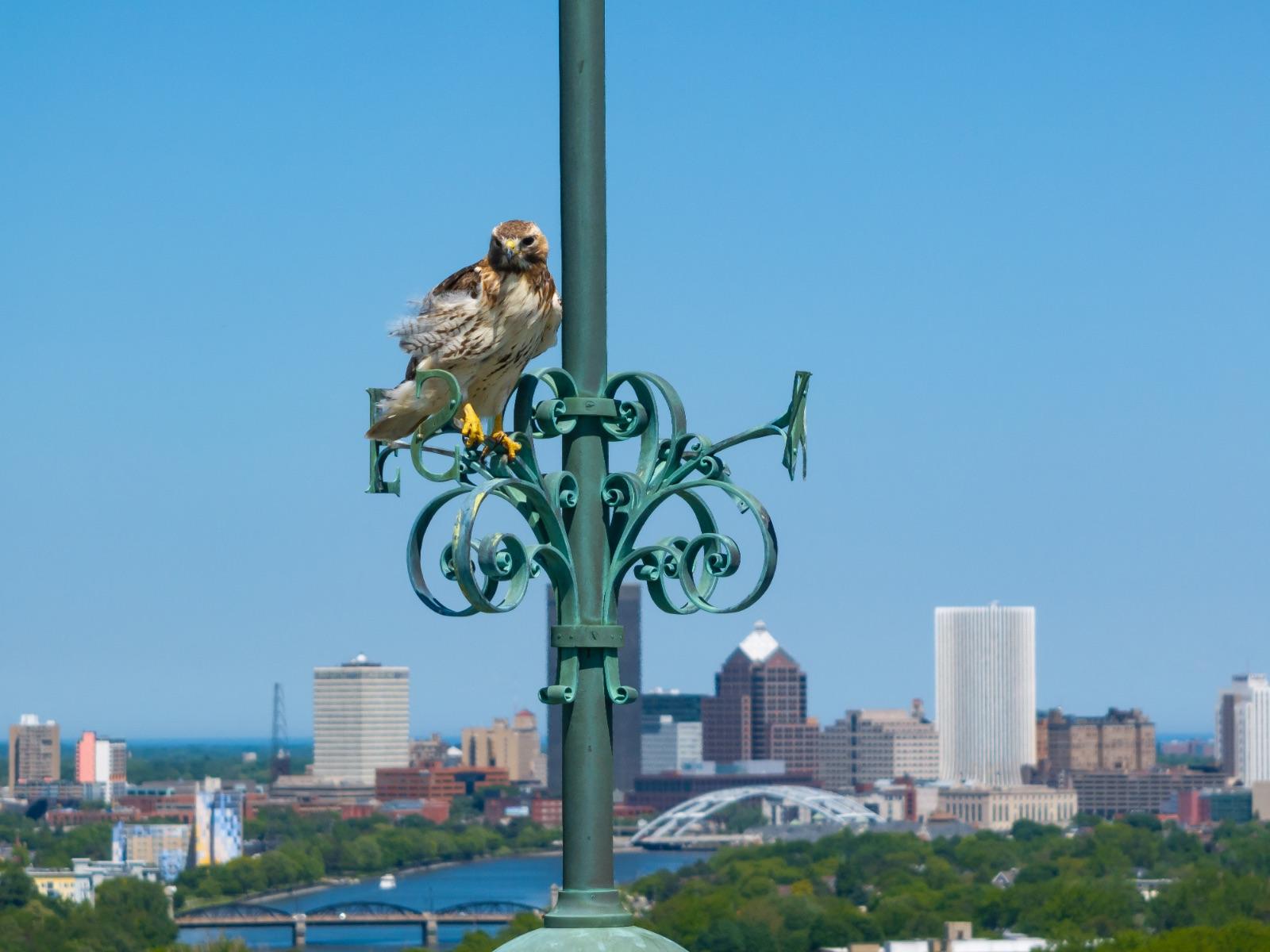 A hawk perches on a lightpost on the University of Rochester campus with the Rochester city skyline in the background